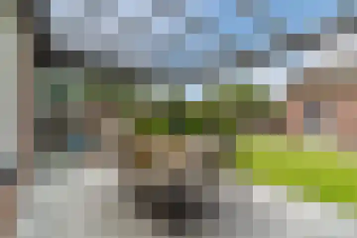 Balisboom 11 Lierop thumbnail 5