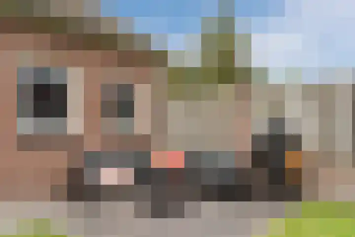 Balisboom 11 Lierop thumbnail 51