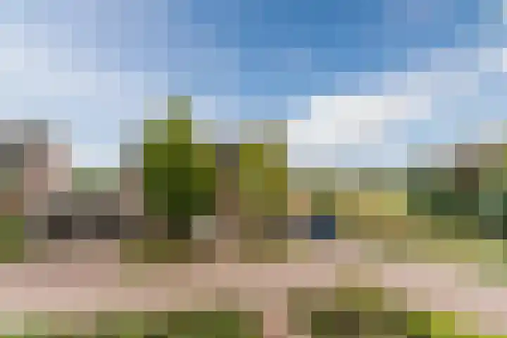 Balisboom 11 Lierop thumbnail 67