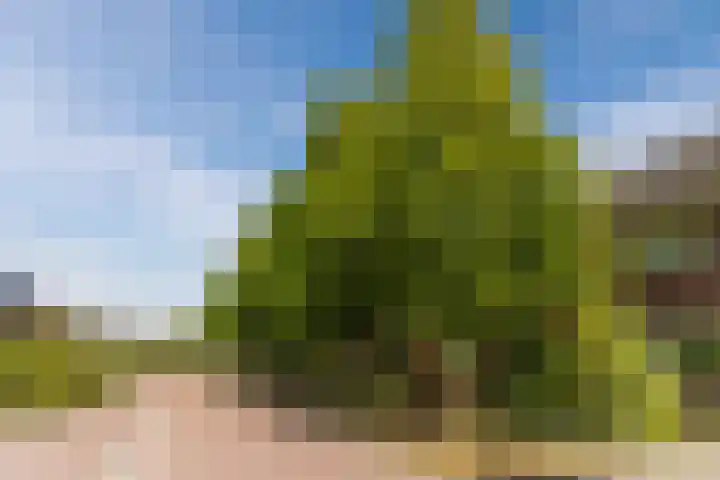 Balisboom 11 Lierop thumbnail 68