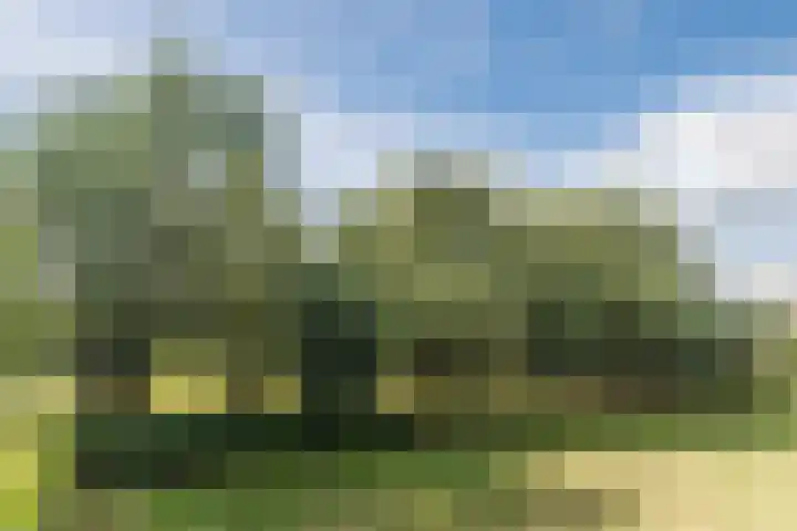 Balisboom 11 Lierop thumbnail 69