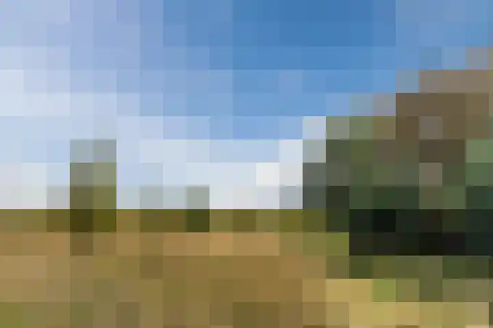 Balisboom 11 Lierop thumbnail 70