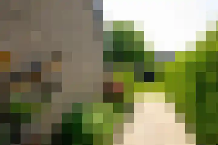 Baljuw 10 Naaldwijk thumbnail 16