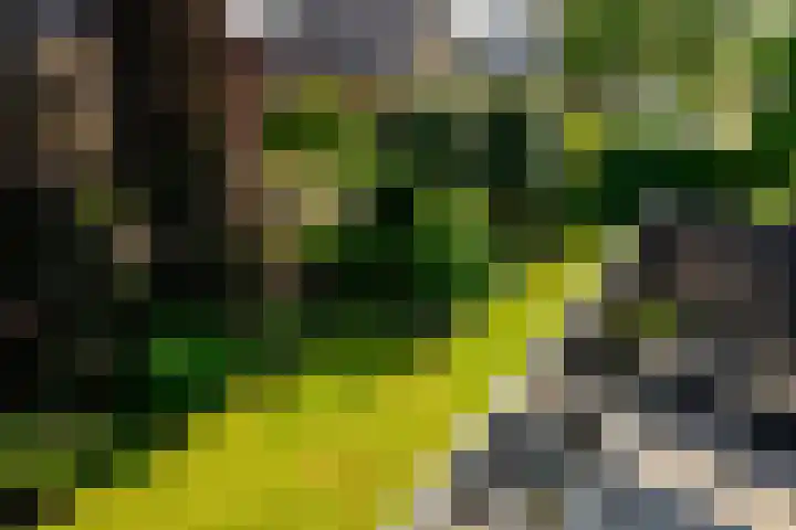 Baljuw 10 Naaldwijk thumbnail 24
