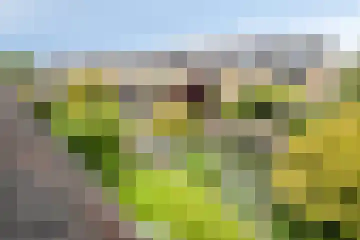 Baljuw 6 Naaldwijk thumbnail 39
