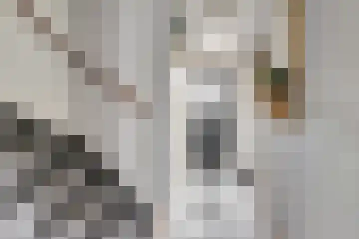 Baljuwslag 12 Gouda thumbnail 7