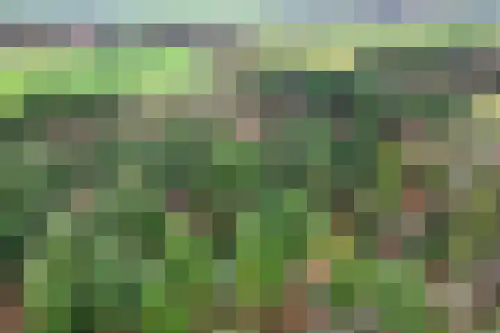 Ballerswal 13 Eeserveen thumbnail 45