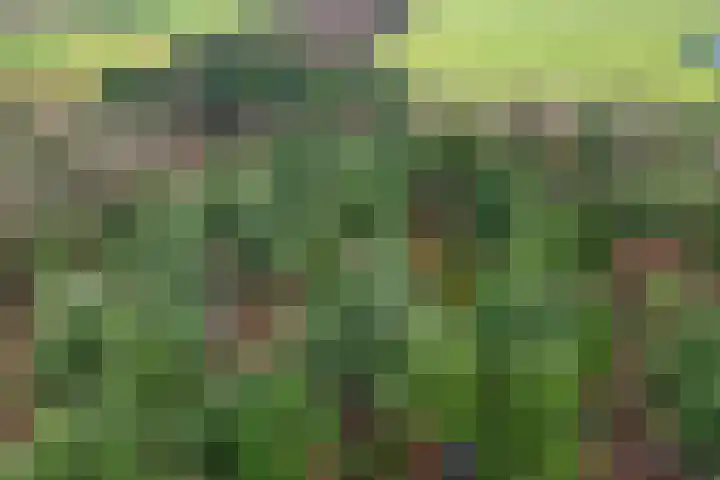 Ballerswal 13 Eeserveen thumbnail 46
