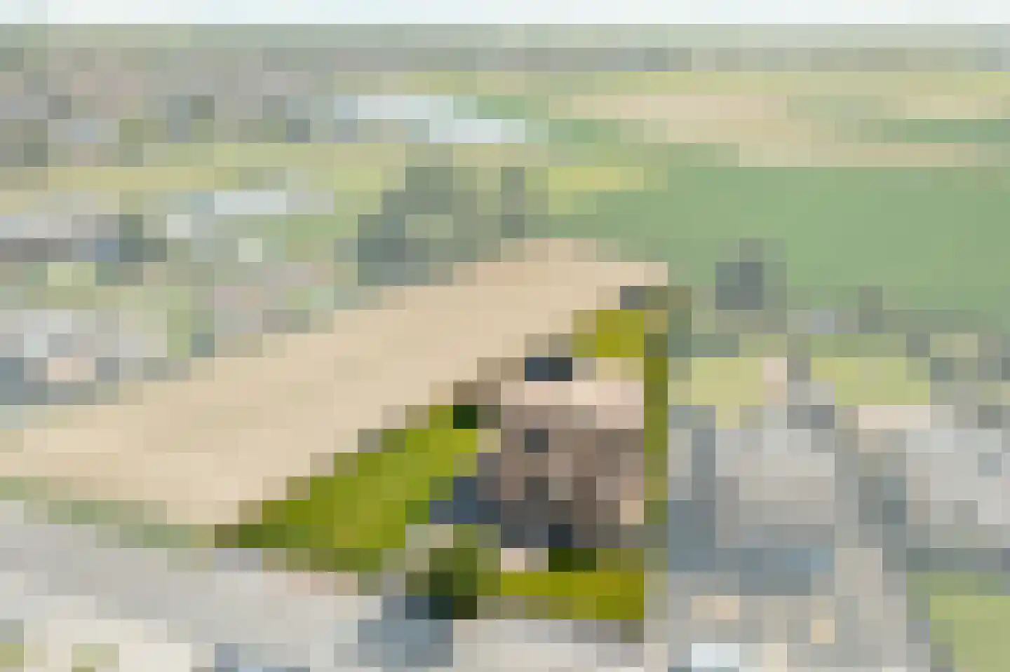 Ballistaruwe 25 Maastricht thumbnail 33