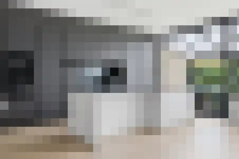 Ballistaruwe 3600 Genk Maastricht thumbnail 17
