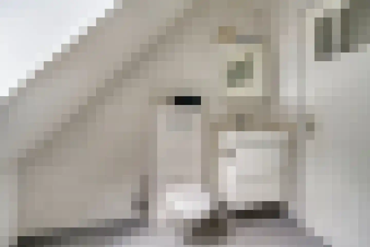 Balloo 13 Balloo thumbnail 55