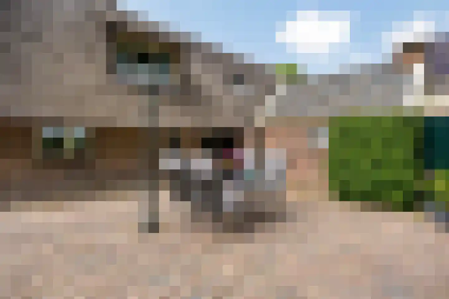 Balloo 13 Balloo thumbnail 63