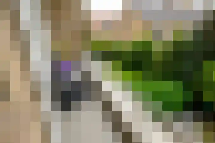 Balsemienlaan 22 Den Haag thumbnail 25
