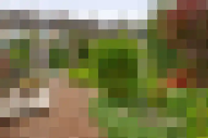 Balsemkruid 15 Rotterdam thumbnail 39