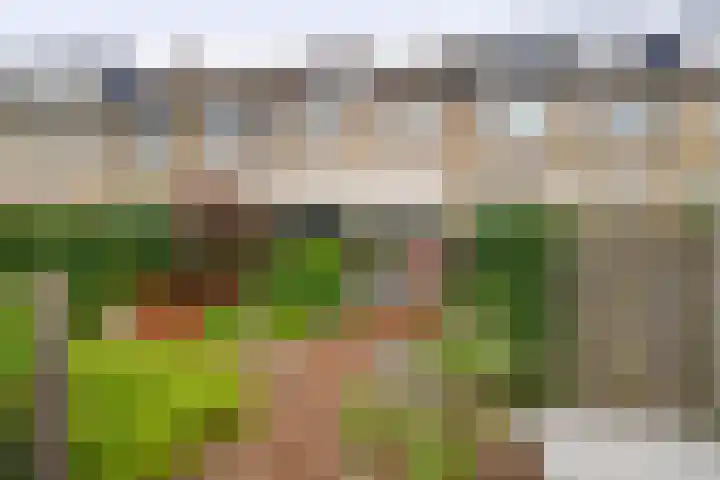Balsemkruid 15 Rotterdam thumbnail 47