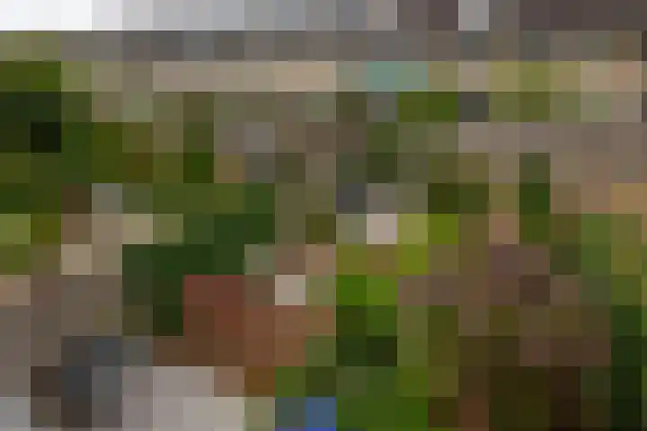 Balsemkruid 15 Rotterdam thumbnail 49