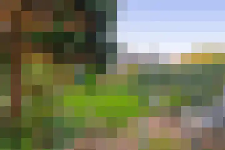 Balsemkruid 19 Rotterdam thumbnail 33