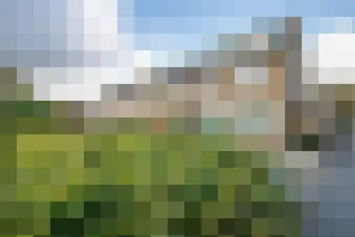 Balsemkruid 62 Rotterdam thumbnail 4