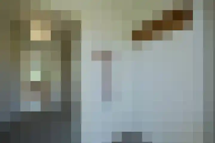 Balsemkruid 95 Rotterdam thumbnail 13
