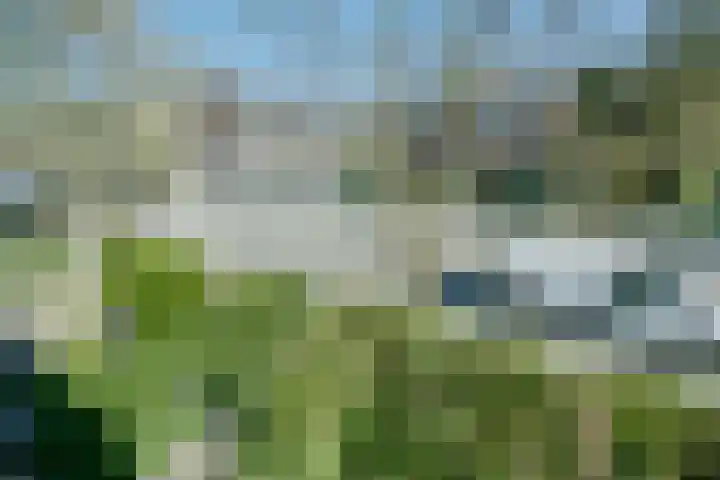 Balsemkruid 95 Rotterdam thumbnail 32