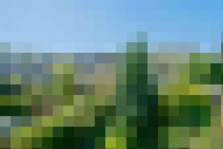 Balsemkruid 95 Rotterdam thumbnail 33