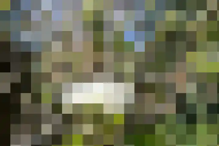 Balsemkruid 95 Rotterdam thumbnail 34