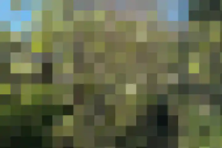 Balsemkruid 95 Rotterdam thumbnail 35