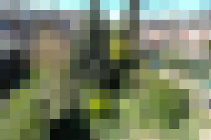 Balsemkruid 95 Rotterdam thumbnail 36
