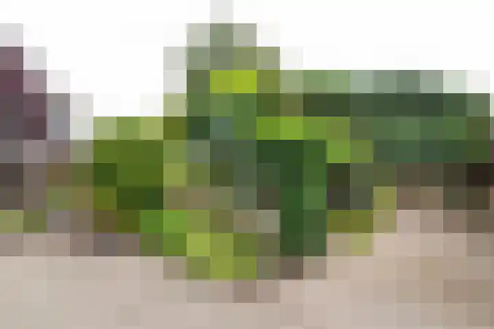 Baltinksweg 15 Nijverdal thumbnail 31