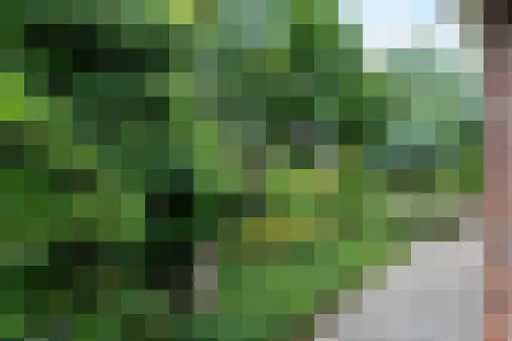 Baltinksweg 15 Nijverdal thumbnail 37