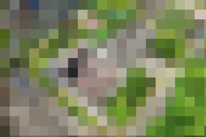 Baltinksweg 15 Nijverdal thumbnail 4