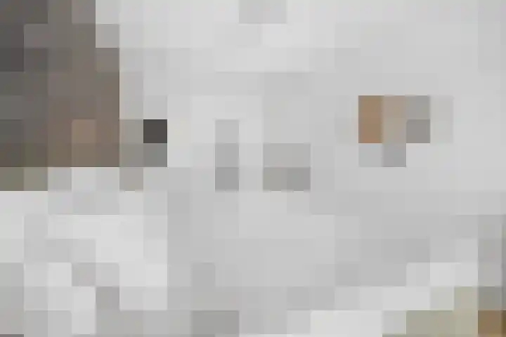 Bambistraat 6 Druten thumbnail 23