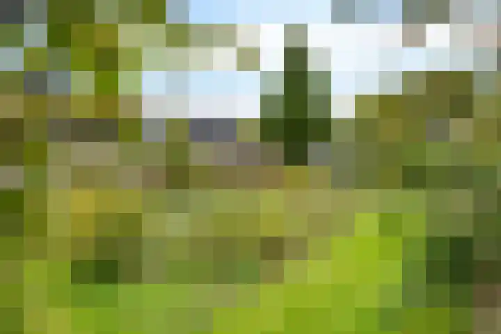 Banderschulte 4 Rolde thumbnail 42