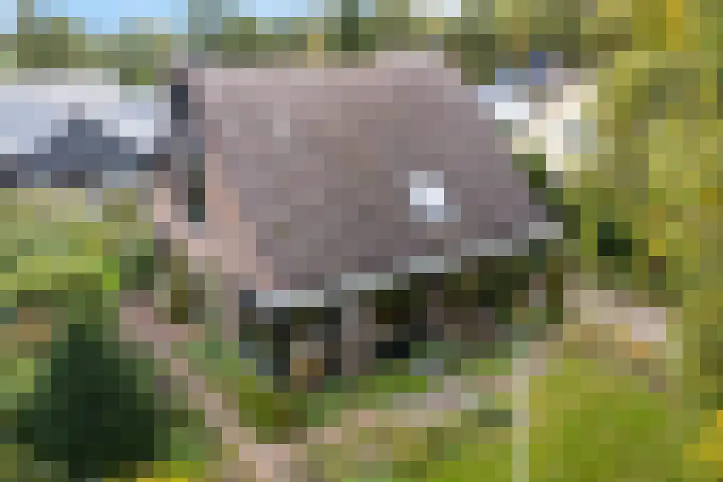 Banderschulte 4 Rolde thumbnail 46