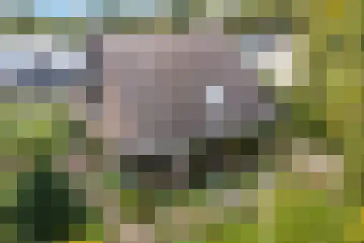 Banderschulte 4 Rolde thumbnail 46