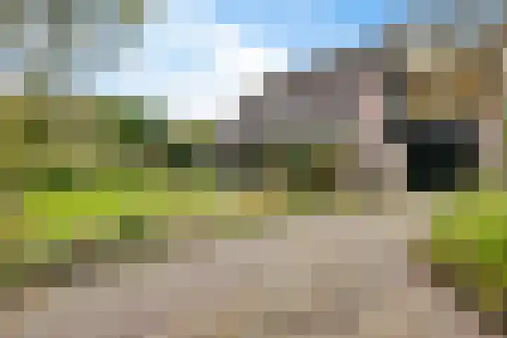 Banderschulte 4 Rolde thumbnail 50