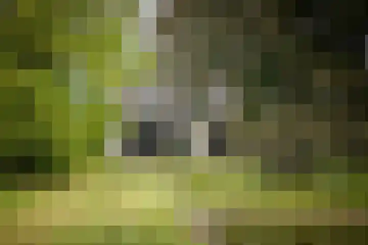 Bandijk 15 Terwolde thumbnail 46