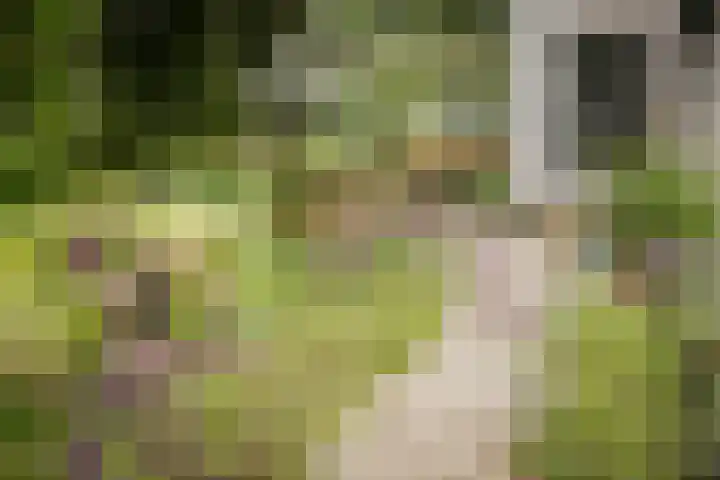Bandijk 15 Terwolde thumbnail 5