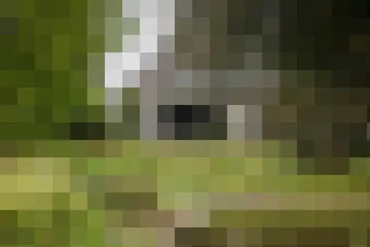 Bandijk 15 Terwolde thumbnail 64