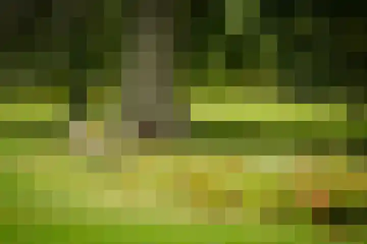 Bandijk 15 Terwolde thumbnail 74