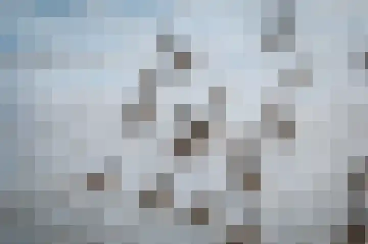 Bandijk 20 Terwolde thumbnail 70