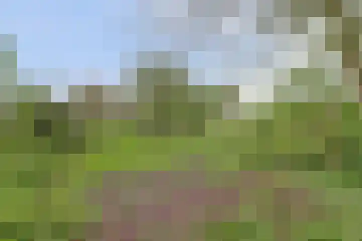 Bandijk 33 Terwolde thumbnail 12