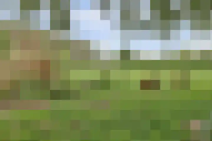 Bandijk 33 Terwolde thumbnail 25