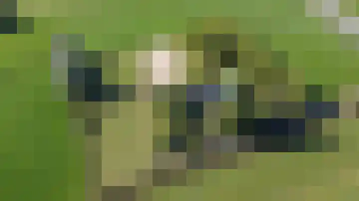 Bandijk 41 Lathum thumbnail 60