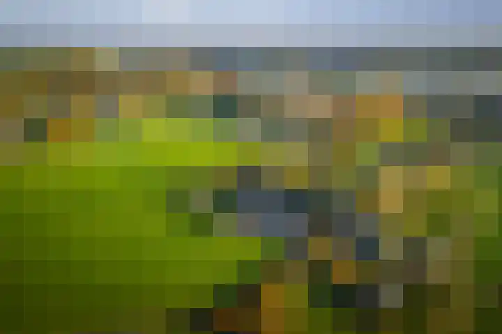 Bandijk 59 Terwolde thumbnail 32