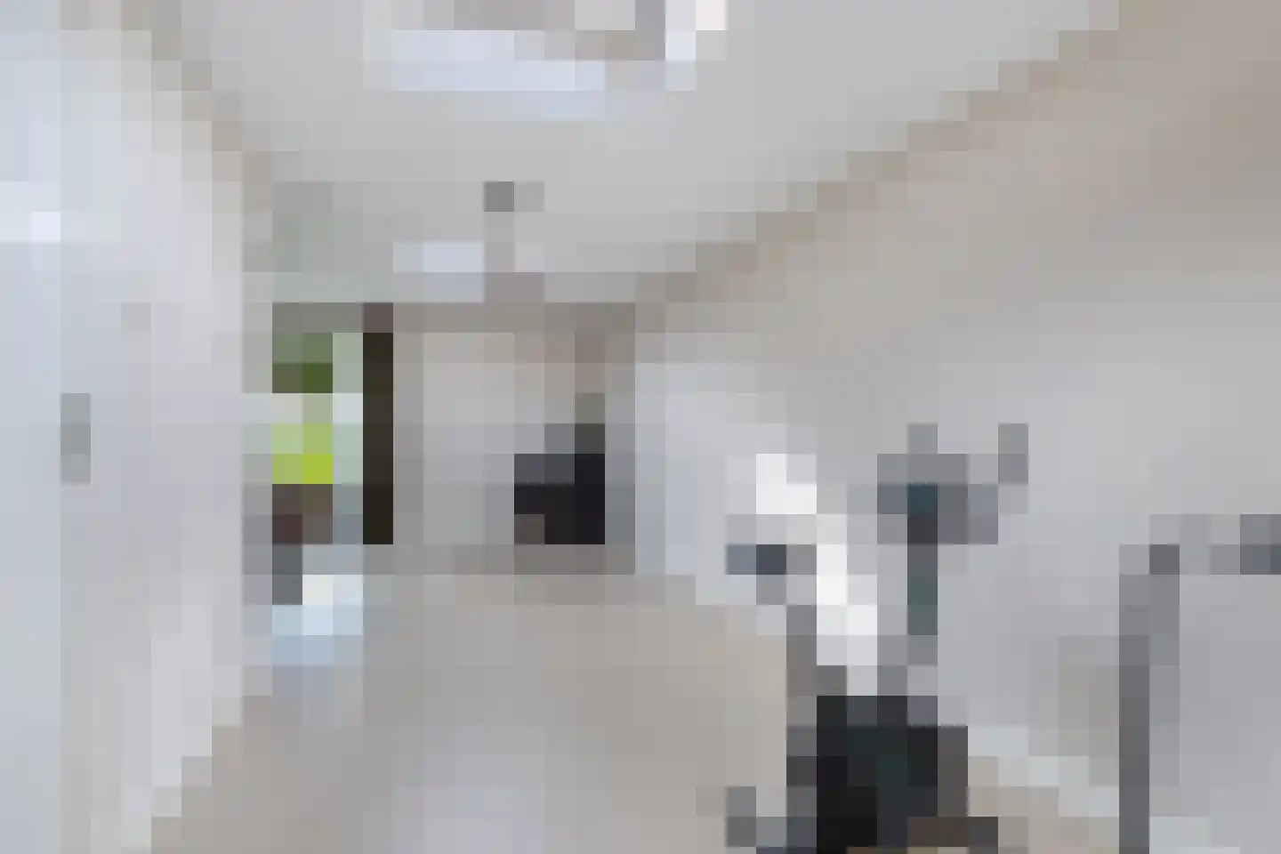 Bandsloot 18 C Bantega thumbnail 24