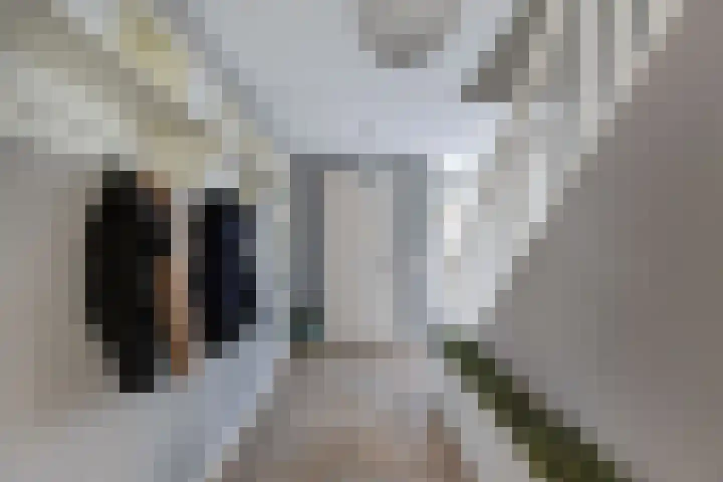 Bandsloot 18 C Bantega thumbnail 8