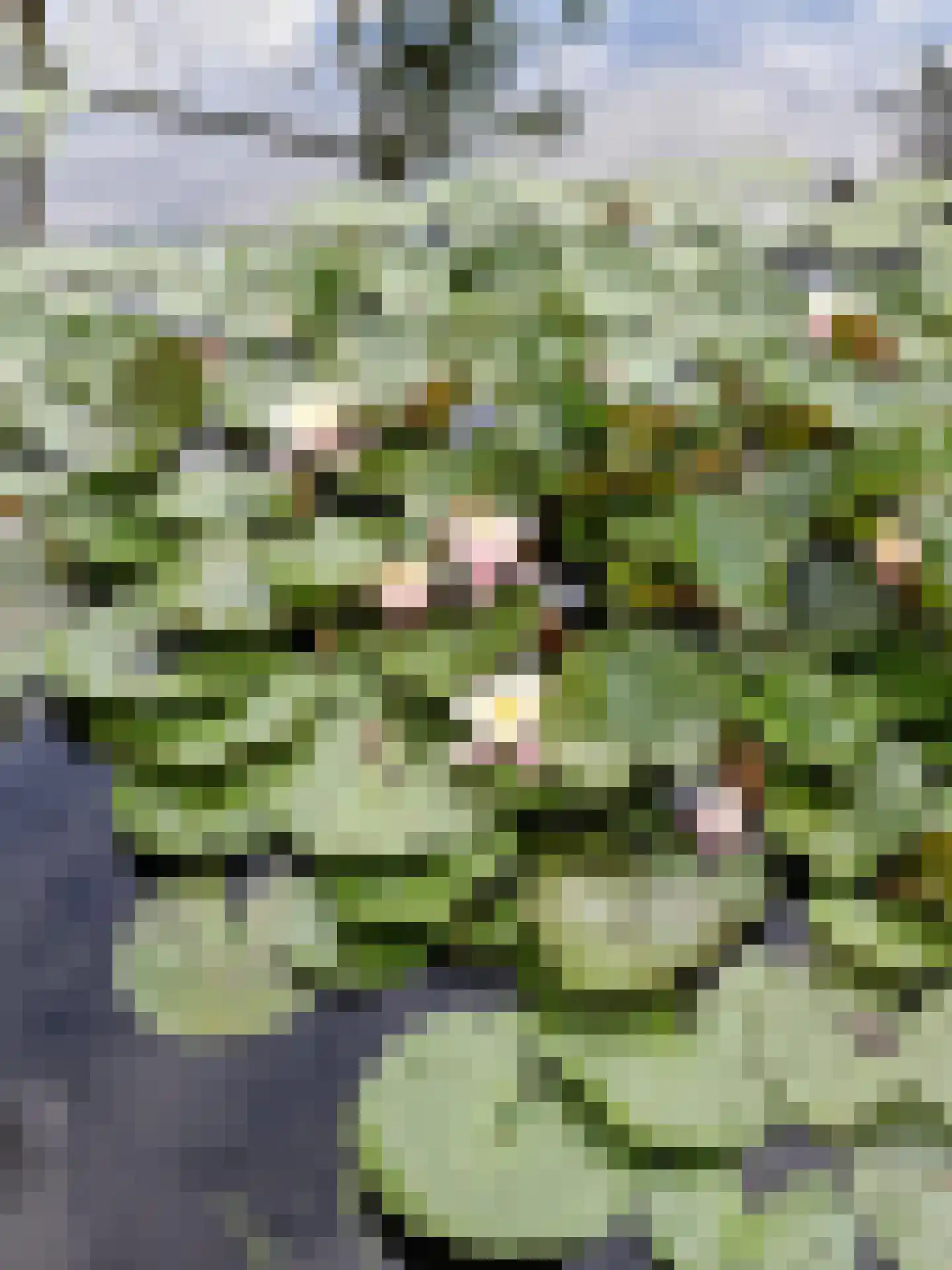 Bandsloot 25 Bantega thumbnail 45