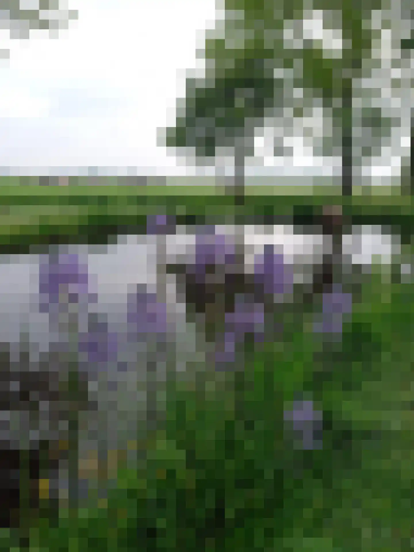 Bandsloot 25 Bantega thumbnail 46