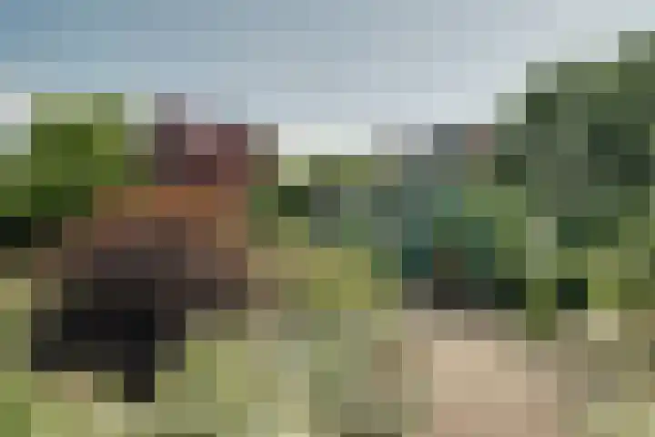 Bangert 58 Blokker thumbnail 47